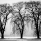 black-and-white-trees-winter-branches